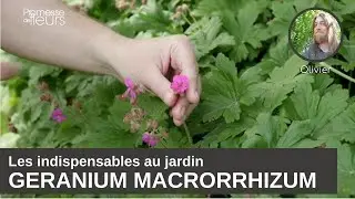 Les incontournables au jardin : Le Geranium vivace macrorrhizum