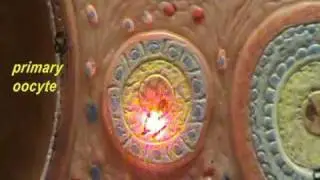 Ovary Model - Primordial & Primary Follicles.avi