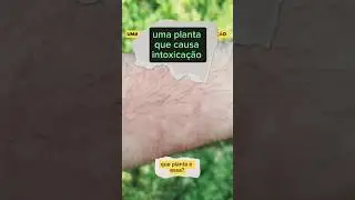 erva medicinal que pouca gente sabe. #urtigas da caatinga