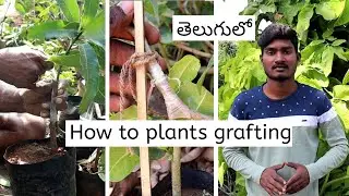 How to plants grafting in telugu || how to graft plants in telugu || plants grafting in telugu