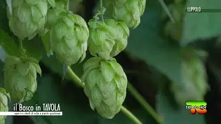 Il bosco in tavola: il LUPPOLO 13.05.2022