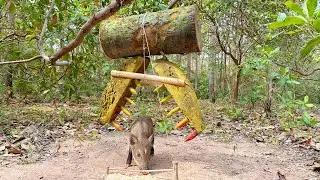 Best Quick Powerful Wild Pig Trap Make By Big Palm tree #shortvideo #wildpig #WildboarTrapping