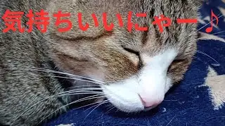 たまちゃん、星柄ブランケットでスヤスヤ💤