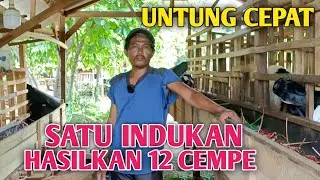 Memilih indukan Yang Tepat Bisa Membuat Peternak Untung Cepat?