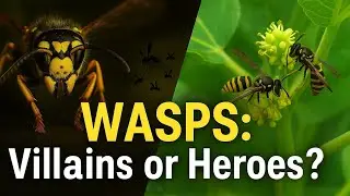 The Untold Story of Wasps: Nature&rsquo;s Fierce Predators and Hidden Heroes 🐝