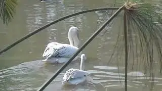 Pelican trying to swallow Donald Duck #shorts