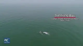 Rare footage: White dolphins mating in S China