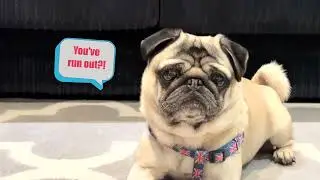 Pug Dog FOOD! 😋 Pug Sounds & Noises (Funny Pug Talking)