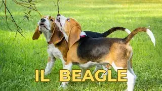 Il BEAGLE: carattere TESTARDO, cuore d’ORO e tanta ENERGIA!