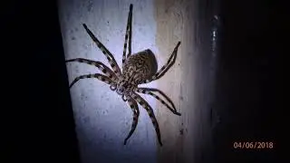 Eusparassus walckenaeri ist eine Spinnenart aus der Familie der Riesenkrabbenspinnen.