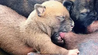 Day 23th the puppies breastfeeding Mum's breasts🥰🥰 #puppy #cute #viral #doglover #dog #dogs
