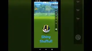 Shiny Stufful!