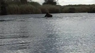 Baignade avec les chevaux - La R&eacute;union 2016