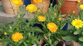  Winter के फूलोंसे भर गया Garden @Floweringgardenvlog 🪻🪻
