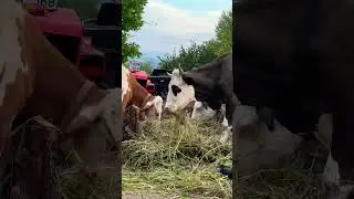 #inek #hayday #youtubeshorts #hayvancılık #buzasmr #shorts #farmlife #shortvideo #dana #shortsvideo