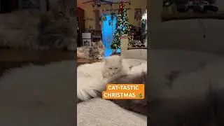 Four Furry Giants Under the Christmas Tree! 🎄😻