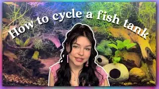 How To Cycle a Fish Tank!