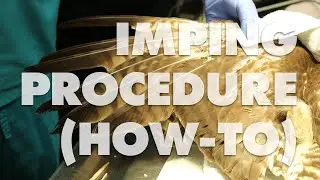 Imping Procedure on a Red-Tailed Hawk (how-to)
