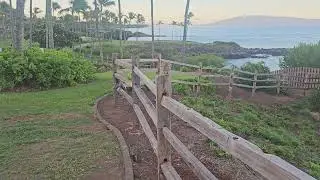 Kapalua Bay Two Birds Fighting