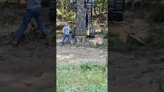 Felling a huge DEAD  oak tree in the forest #gigachad #arborist #texas #247