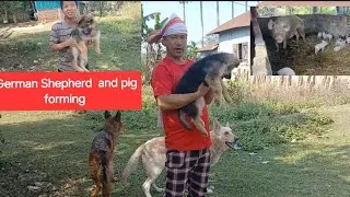 German Shepherd  and pig farming/ tripura teliamura 