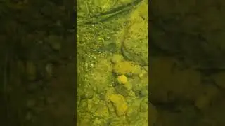 Shenandoah River Underwater Video - 17-Sep-2022