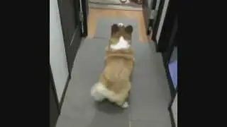 Corgi fluffy butt shake - bubble butt - shake dat ass remix - twerking corgi :3