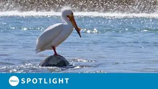 The annual arrival of the pelicans marks the start of spring in Saskatoon
