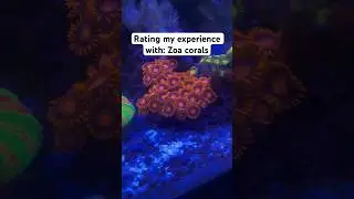 Rating my experience with Zoa corals!!