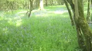 Bluebell forest in Rindoon, County Roscommon, Ireland