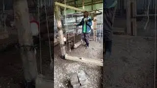 let's do some maintenance #farmer #chickenfarm #farming #agriculture #farminginkenya #farminginug