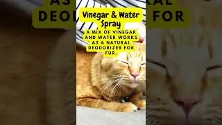 Natural Fur Freshener for Your Pet! 🐾 #laexcelsa #pets #lifehacks #savemorespendless