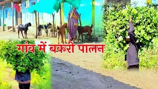 बकरी पालन Goat Farming‼️Village Goat Farming‼️ grs ad vlogs @mrgrstribalvlogs