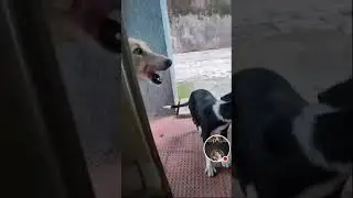 Vlog with dogs at Voiceless Souls is live!