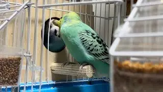 A budgie feeds its mate as she sits on the eggs.