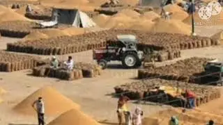 11 May 2021 Fresh Updates of Grain Market Shivani Rewari Sirsa, Jaipur Rajgarh, Suratgarh,