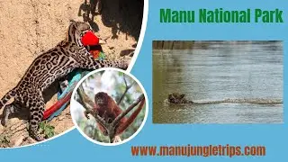 Manu  Tour - Zona  Reserva Amazon Trail Manu Rainforest Peru .