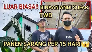 LUAR BIASA‼️BINAAN ANDI SUFAR TWB. PANEN SARANG PER-15 HARI😱