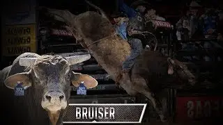 GOLDEN BULL:  Sweet Pro&rsquo;s Bruiser