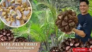 HARVESTING NIPA PALM FRUIT | MINATAMIS | AFTERNOON SNACK|  #buhayprobinsya #dailyvlog #bukid #trend