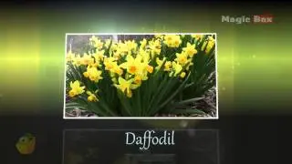 Daffodil - Flowers - Pre School - Animated /Cartoon Educational Videos For Kids