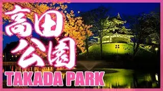 Sakura's Full Bloom in Takada Park (Niigata) 新潟高田公園