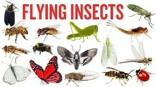 20+ Amazing Flying Insects Kids Love | Learn Bug Names with Pictures & Fun Facts 🐝🦋