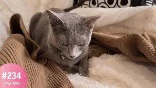 私の服にくるまる猫