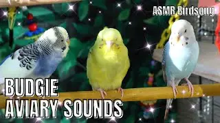 HAPPY BUDGIES SOUNDS PART 10 #birdsounds #budgies #parakeet #lovebirds #chirping #sing #aviary #yt