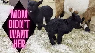 I don't want my baby: The harsh side of animal life