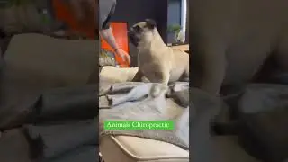Animal chiropractic. Murat colak. #shortsviral #viral #shortvideos  #dog