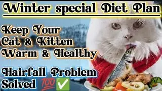 Winter special diet plan for cats & kittens|keep your cat healthy & warm in winter|hairfall solution