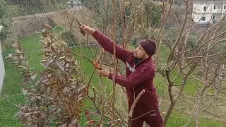 Pruning of Apricot l खुमानी की प्रूनिंग I  Damage, Cutting, Pruning, Fruiting, Precaution, success_