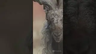 Meet the Markhor: The Wild Goat with a Twist!